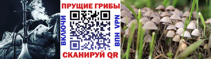 Псилоцибиновые грибы Psilocybine cubensis  hydra зеркало  Тотьма 